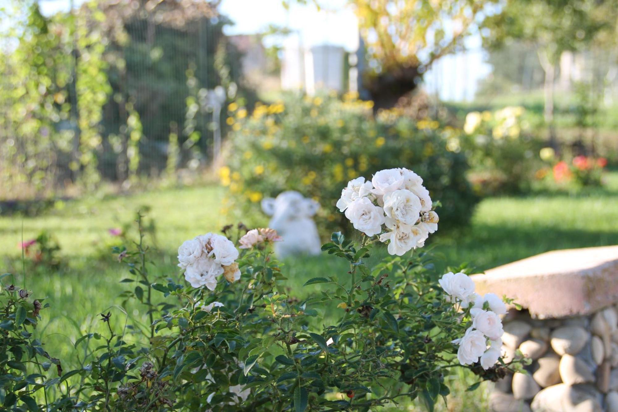 Bed and Breakfast Pepe Rosa Termoli Exterior foto